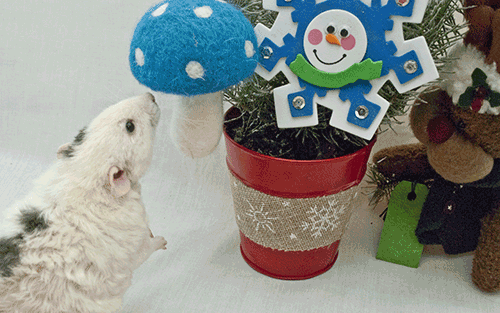 Tucker knocking an ornament off of our tree.